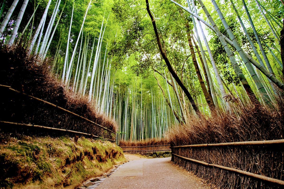 Bosque de bambú y entorno de Arashiyama